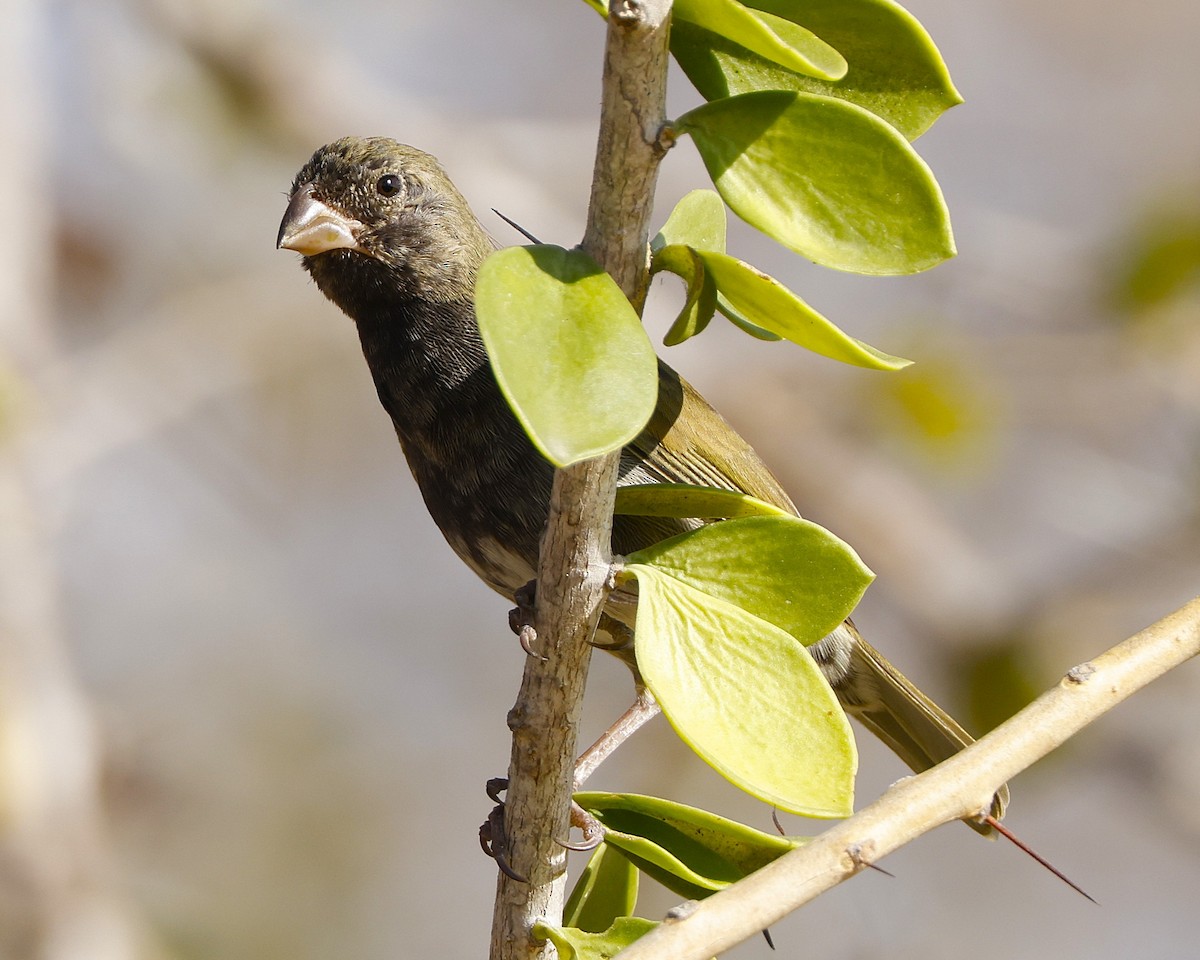 Cici verdinère - ML648816961