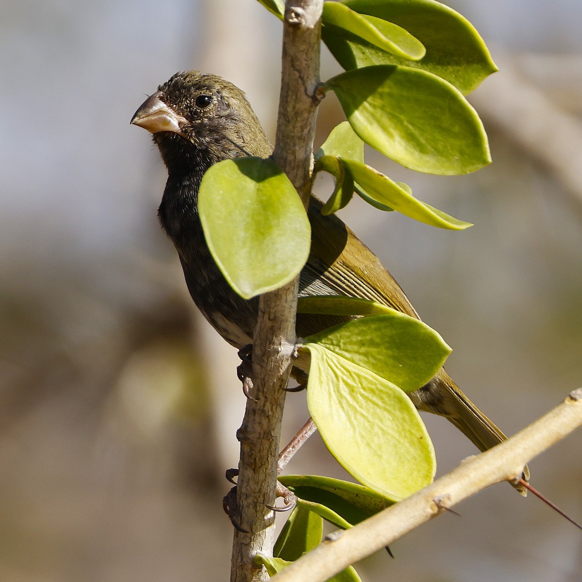 Cici verdinère - ML648816962