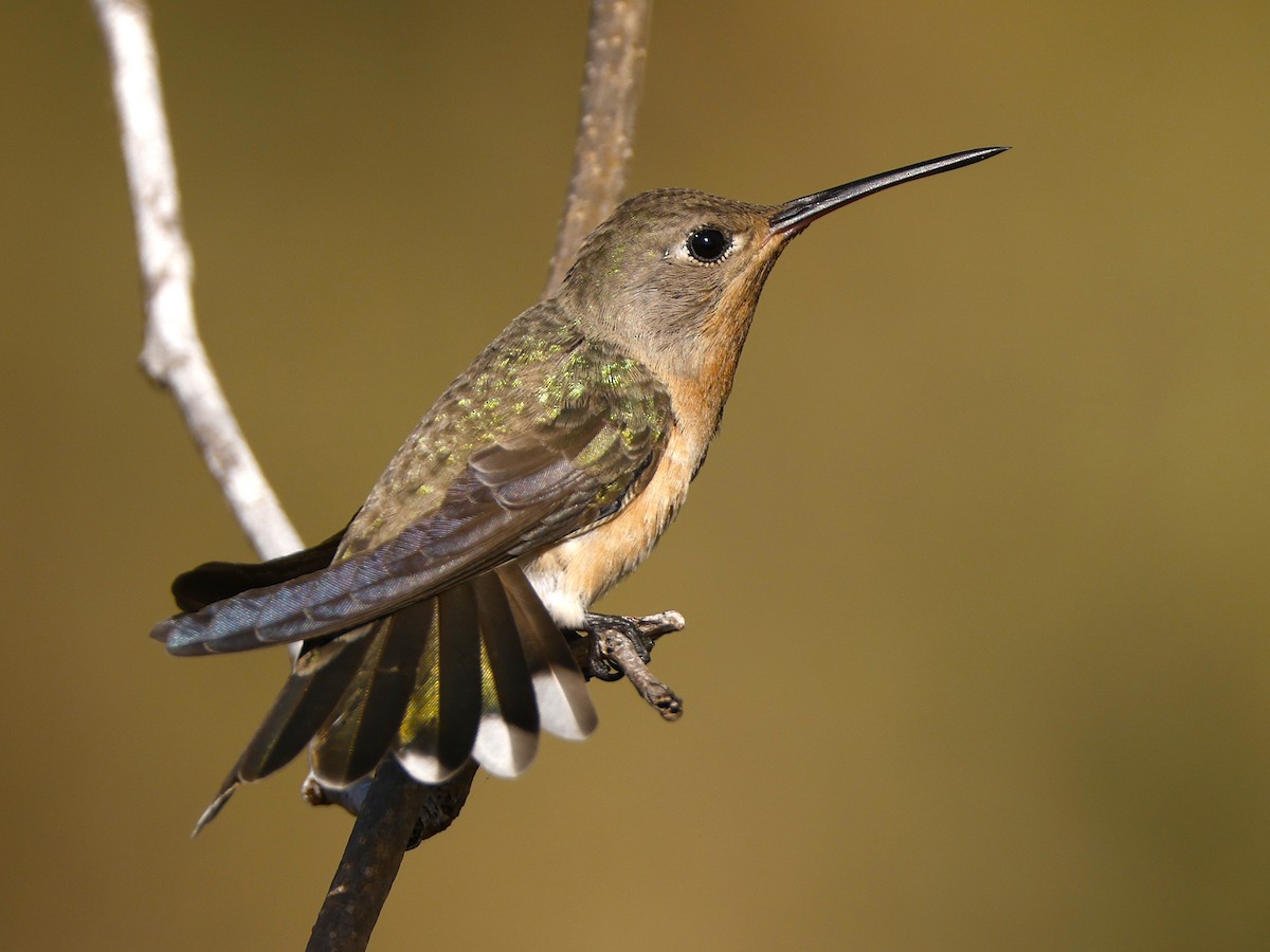 Colibri trompeur - ML648816978