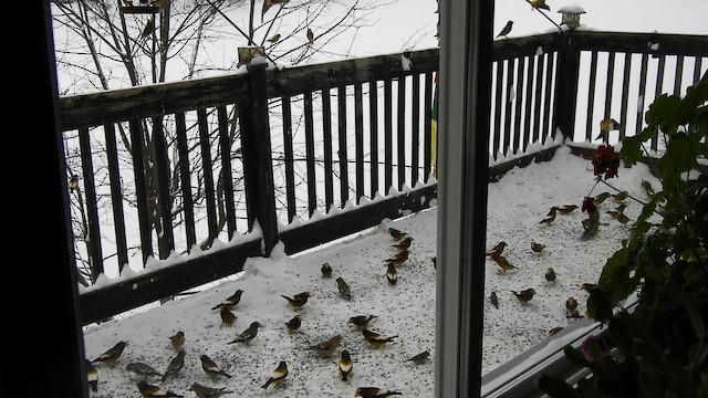 Evening Grosbeak - ML648816999