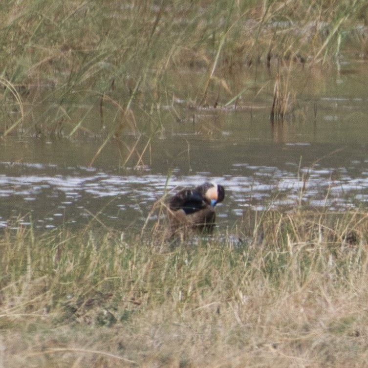 Sarcelle à bec bleu - ML648817047