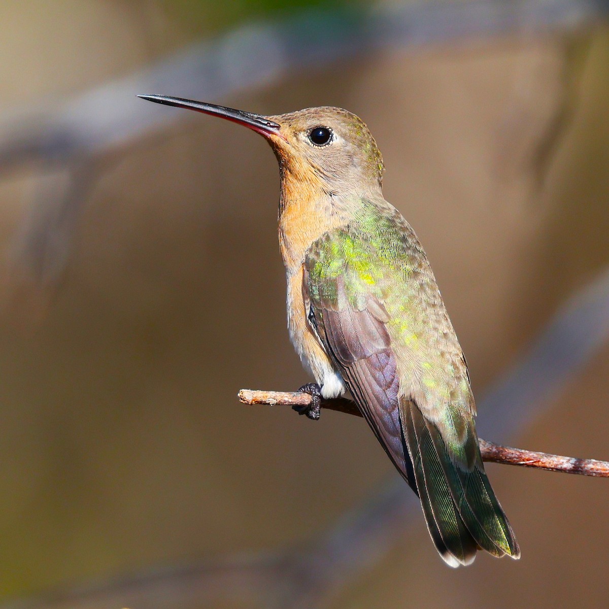 Colibri trompeur - ML648817188