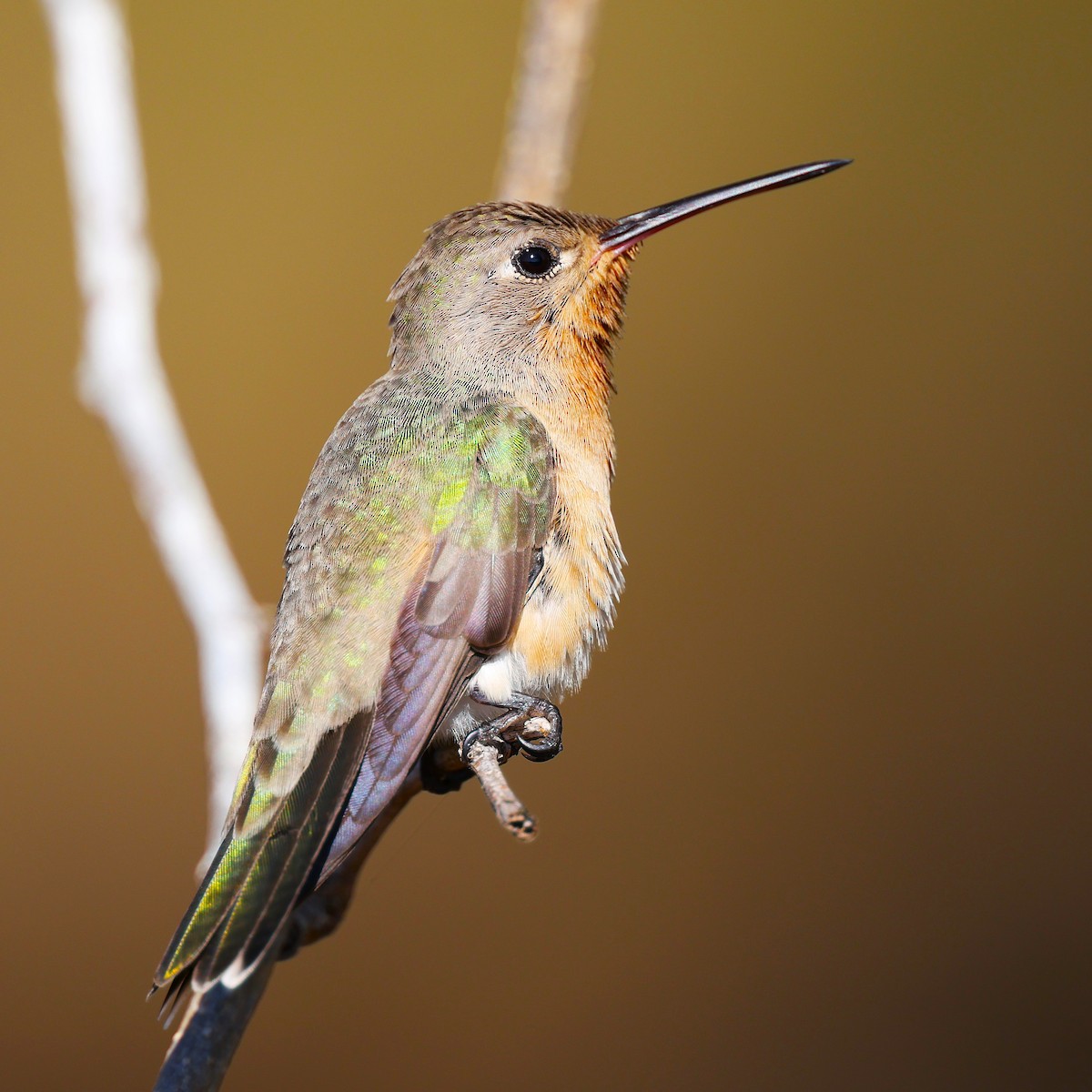 Colibri trompeur - ML648817189