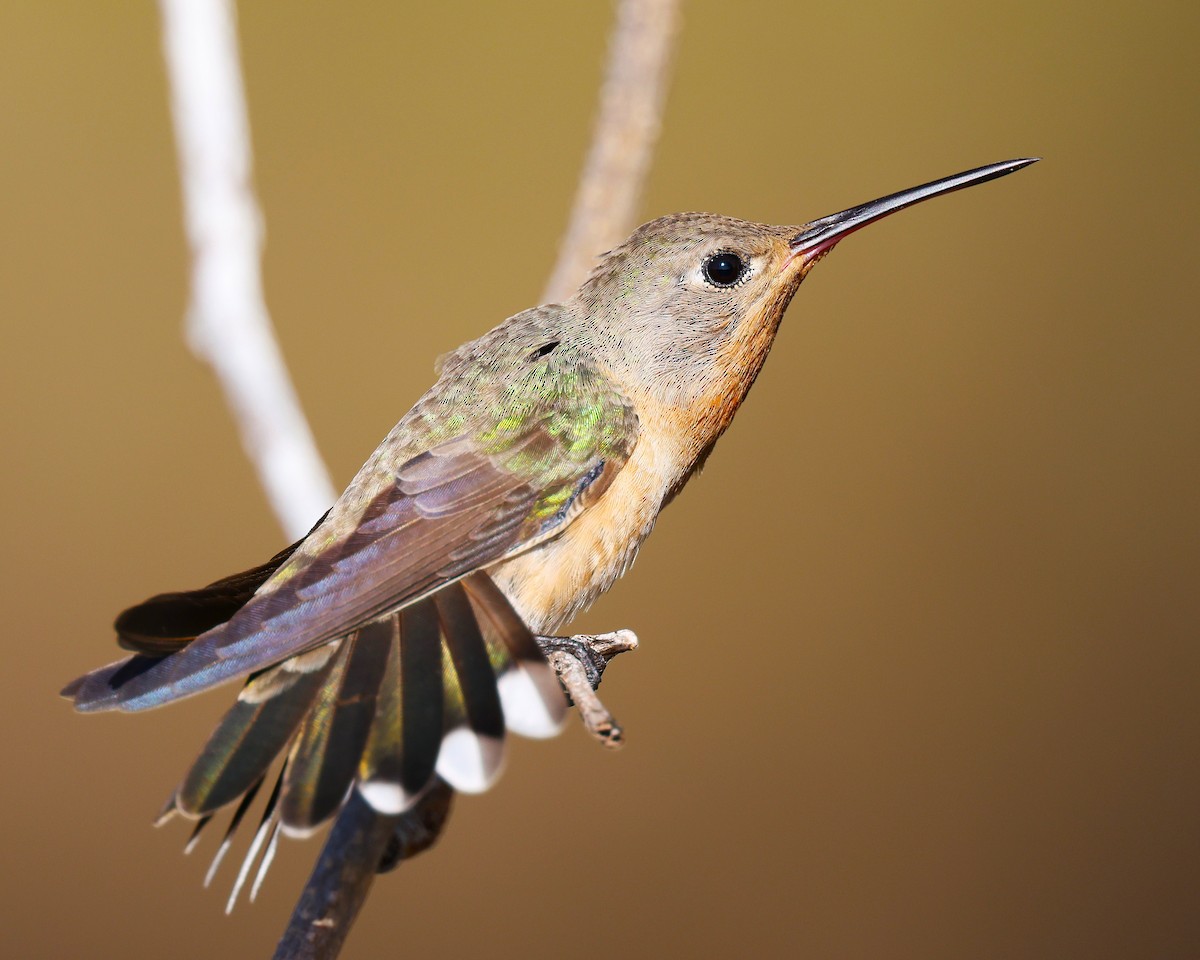 Colibri trompeur - ML648817190