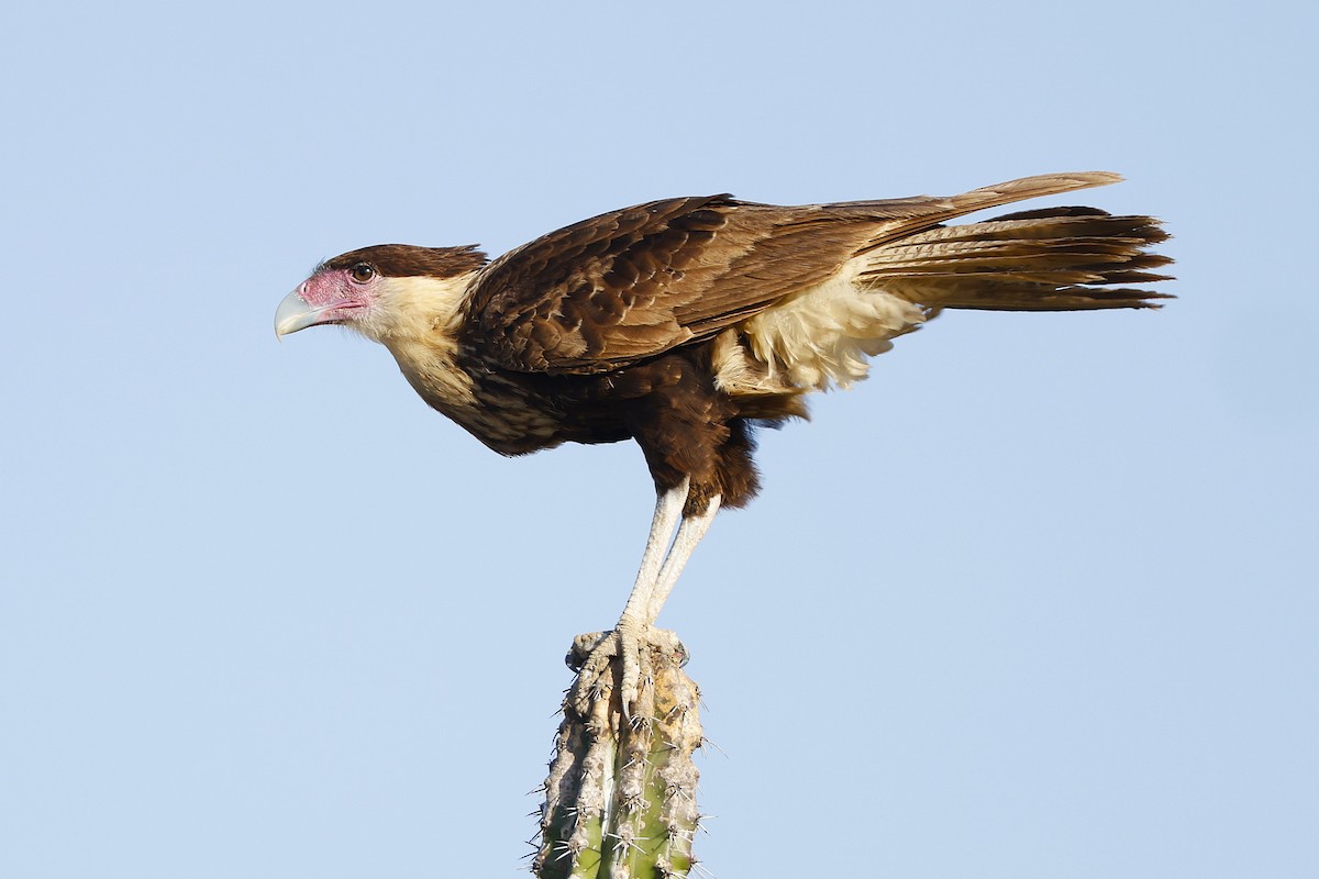 Caracara huppé (cheriway) - ML648817492