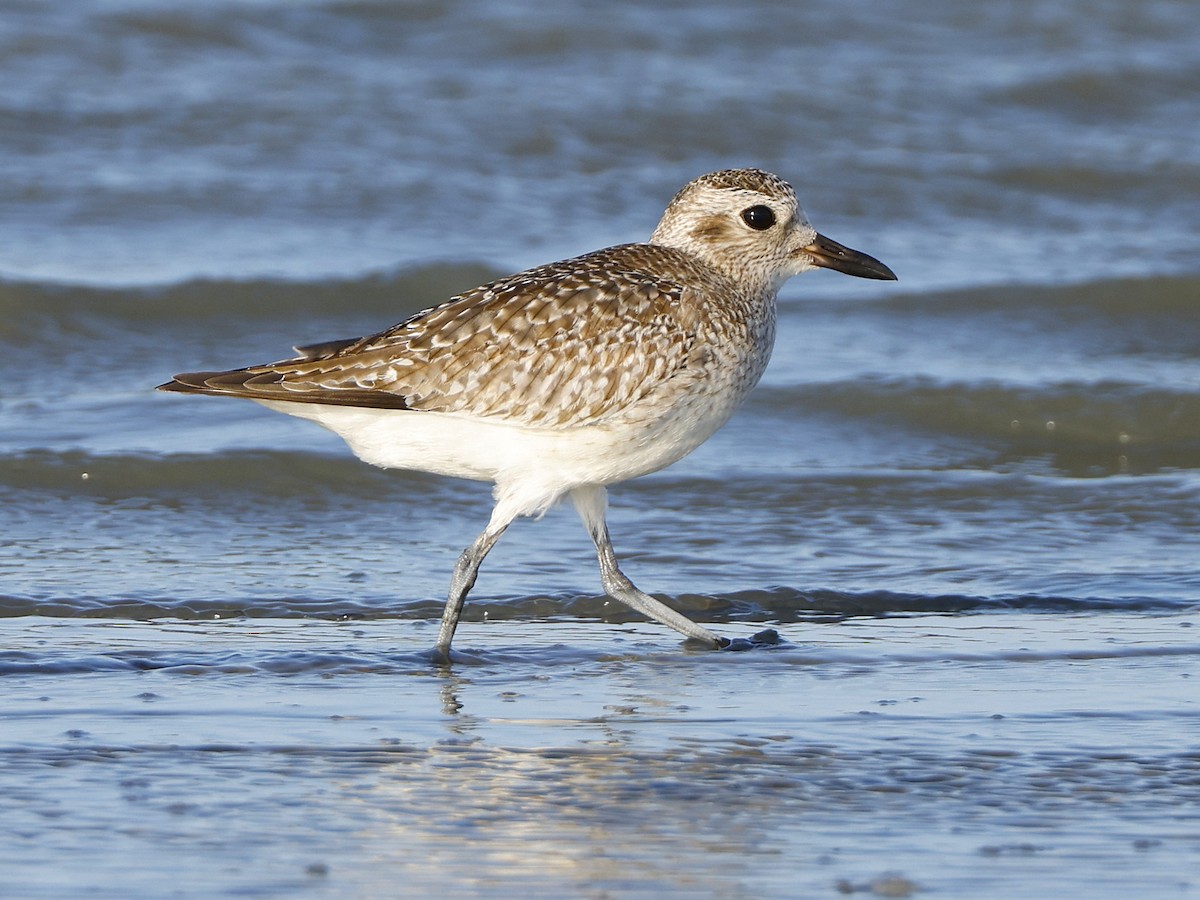 Pluvier argenté - ML648817541