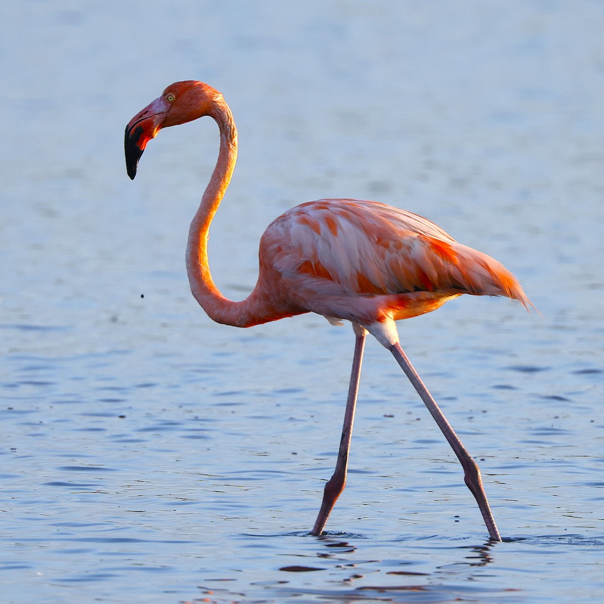 Flamant des Caraïbes - ML648817602