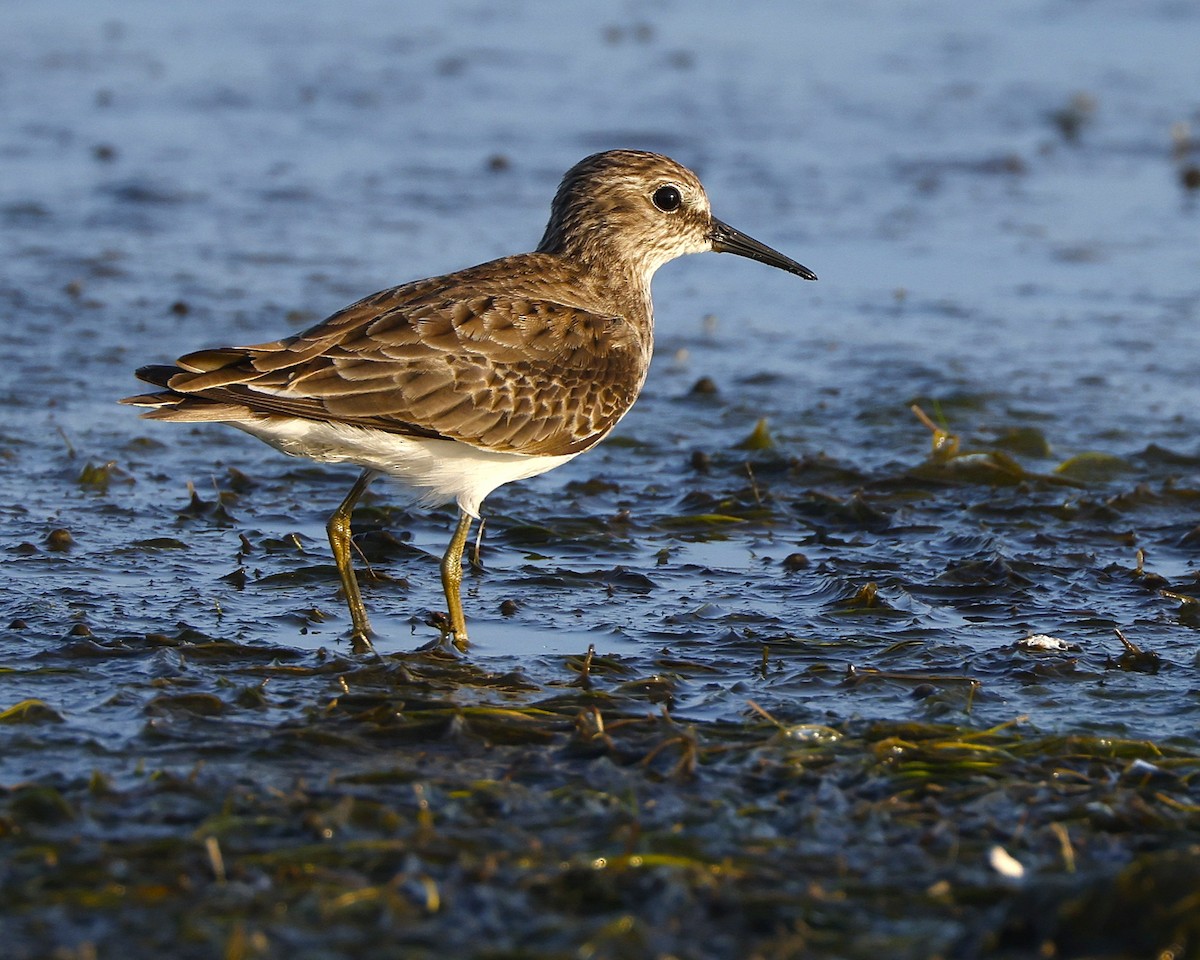 Bécasseau minuscule - ML648817667