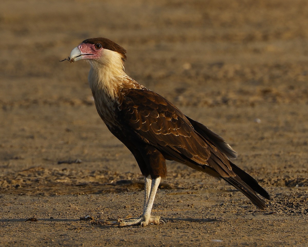 Caracara huppé (cheriway) - ML648817785