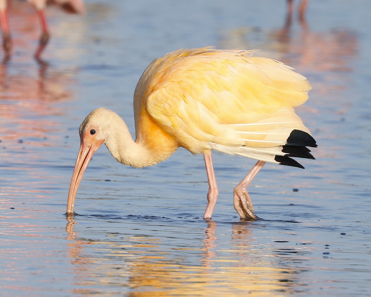 Hybride Ibis blanc x I. rouge - ML648817845