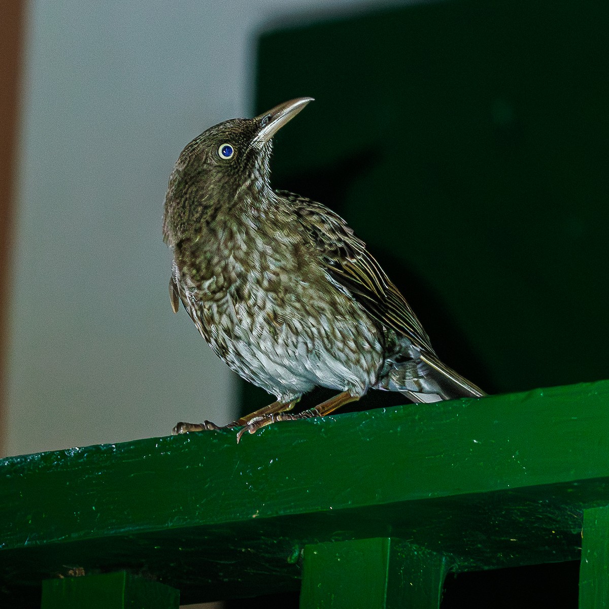 Pearly-eyed Thrasher - ML648818014