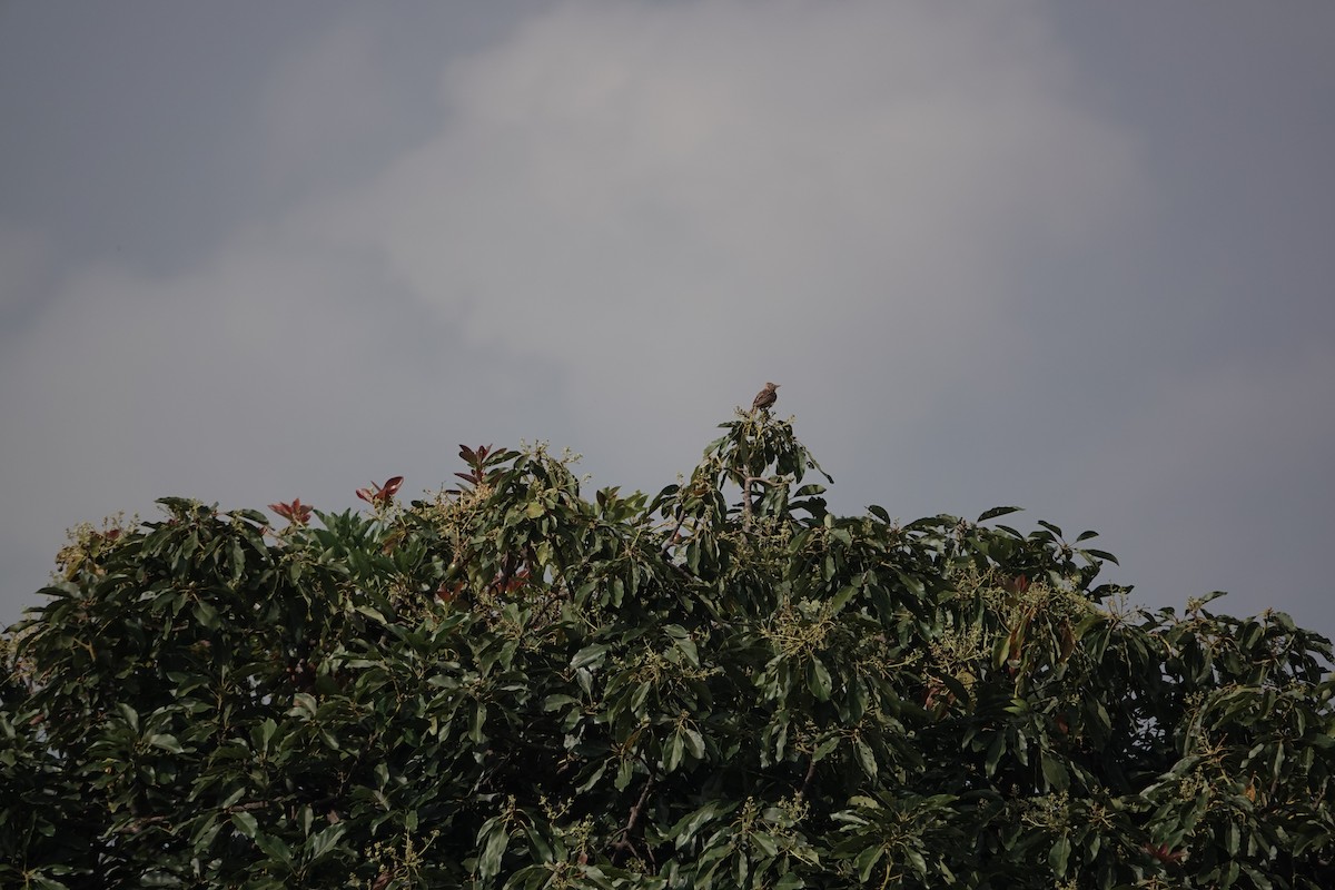 Rufous-naped Lark - ML648818064