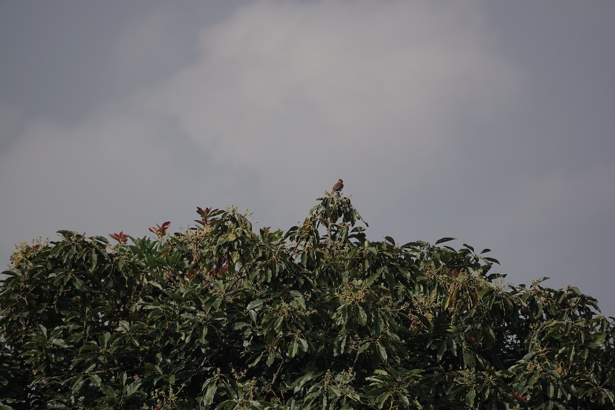 Rufous-naped Lark - ML648818065