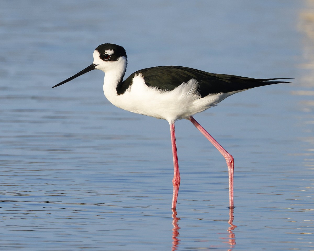 Échasse d'Amérique (mexicanus) - ML648818165