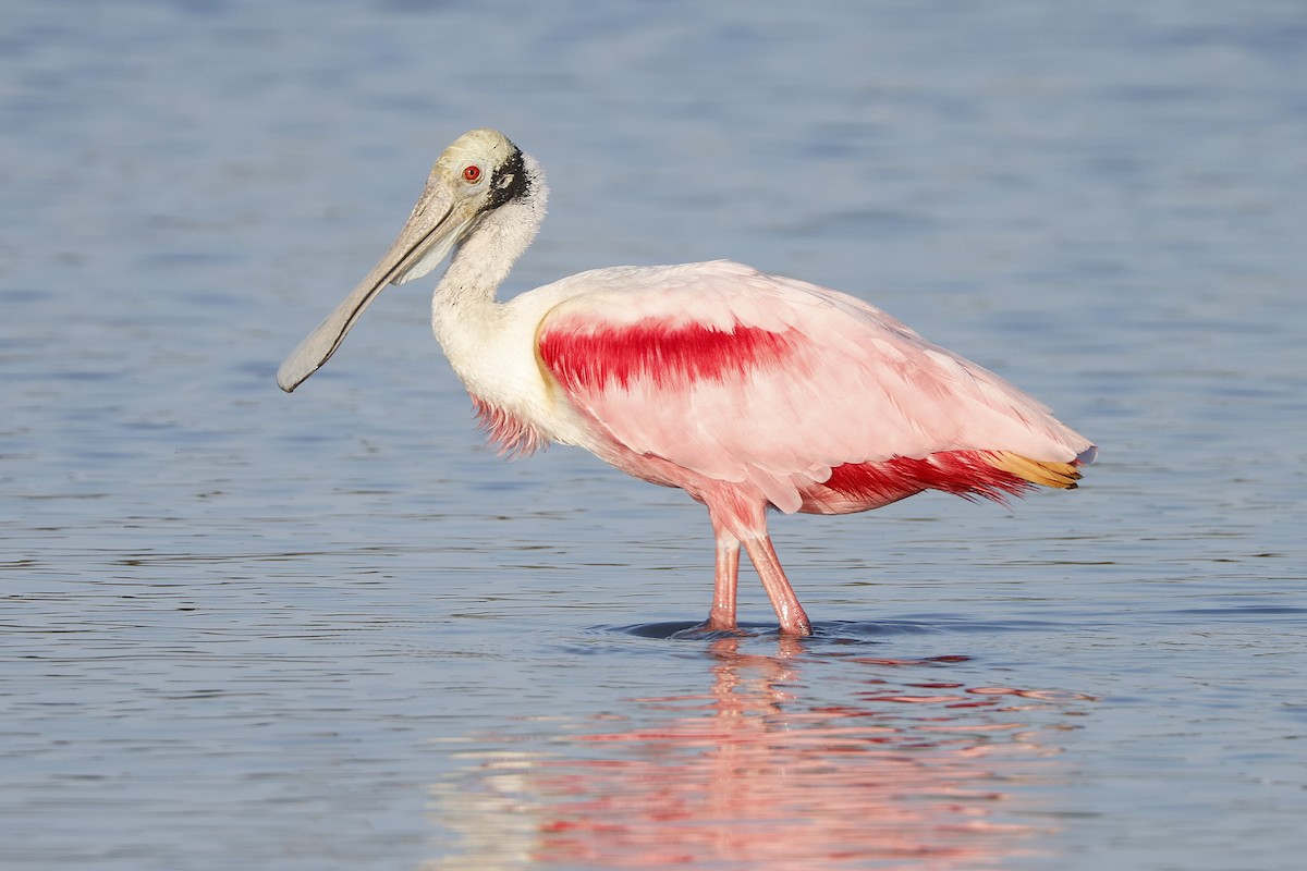 Spatule rosée - ML648818185