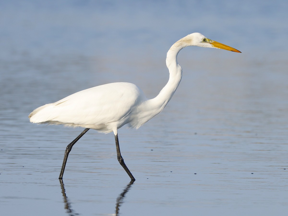 Grande Aigrette (egretta) - ML648818192