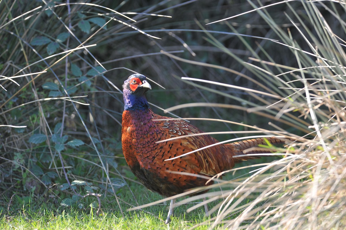 Faisán Vulgar - ML648818313