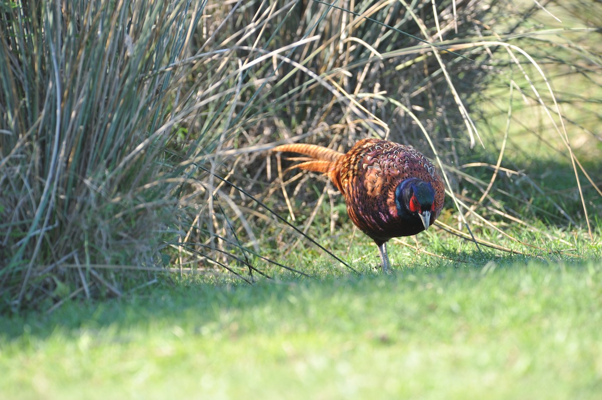 コウライキジ - ML648818317