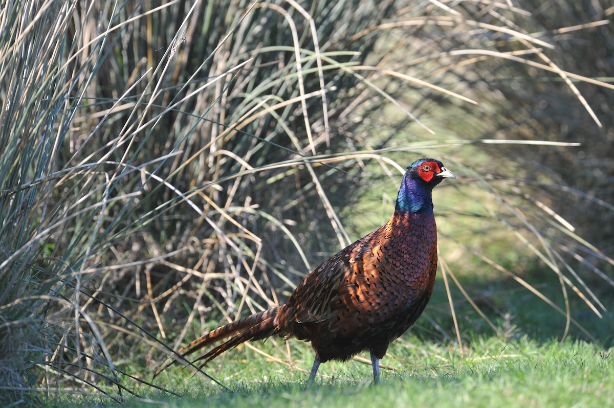 Faisán Vulgar - ML648818318