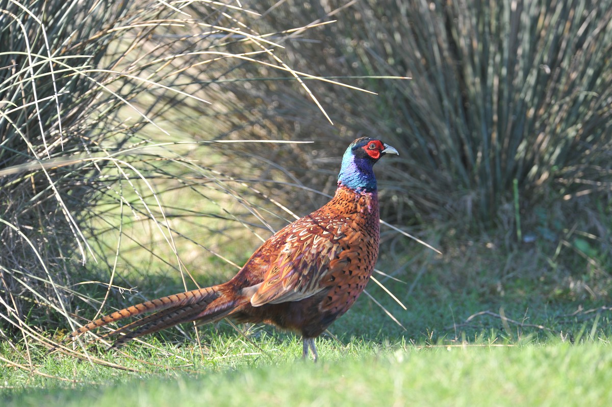 Faisán Vulgar - ML648818320