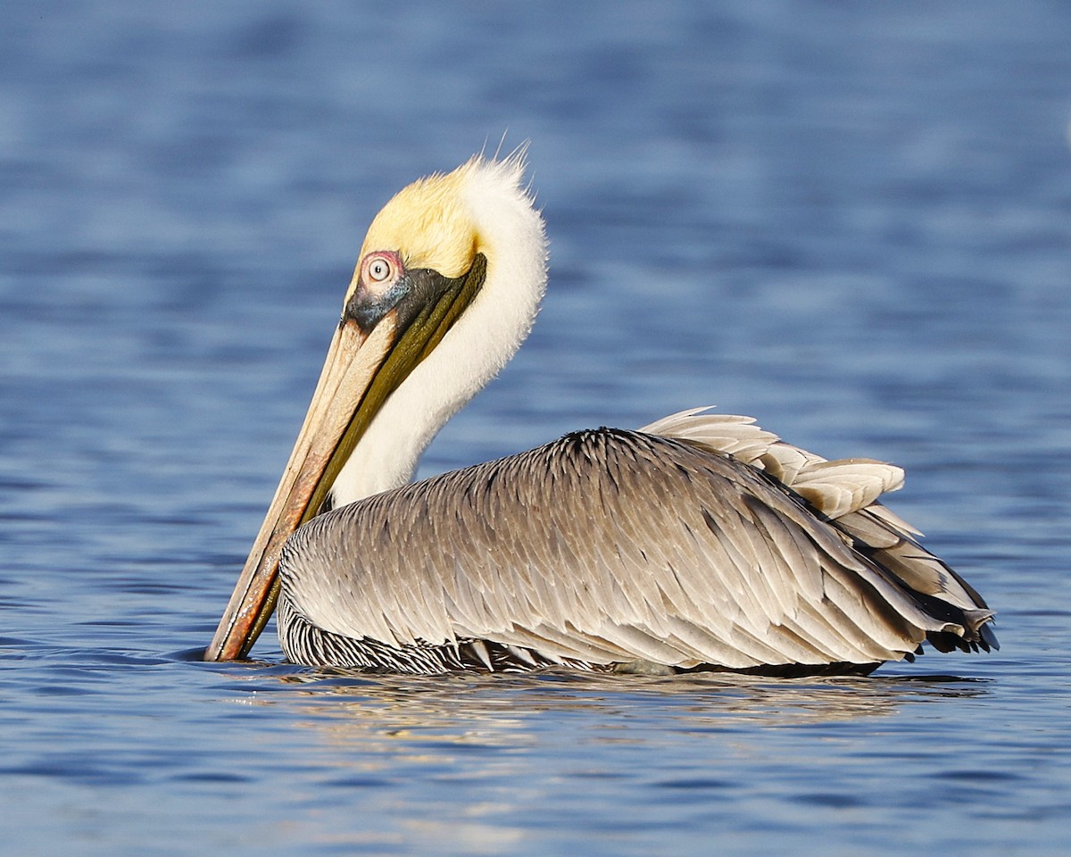 Pélican brun - ML648818334