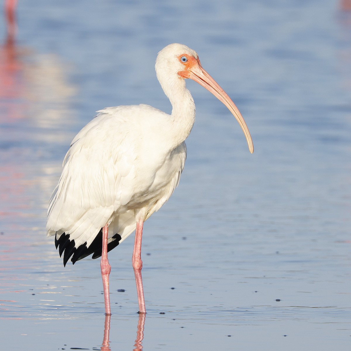 Ibis blanc - ML648818348