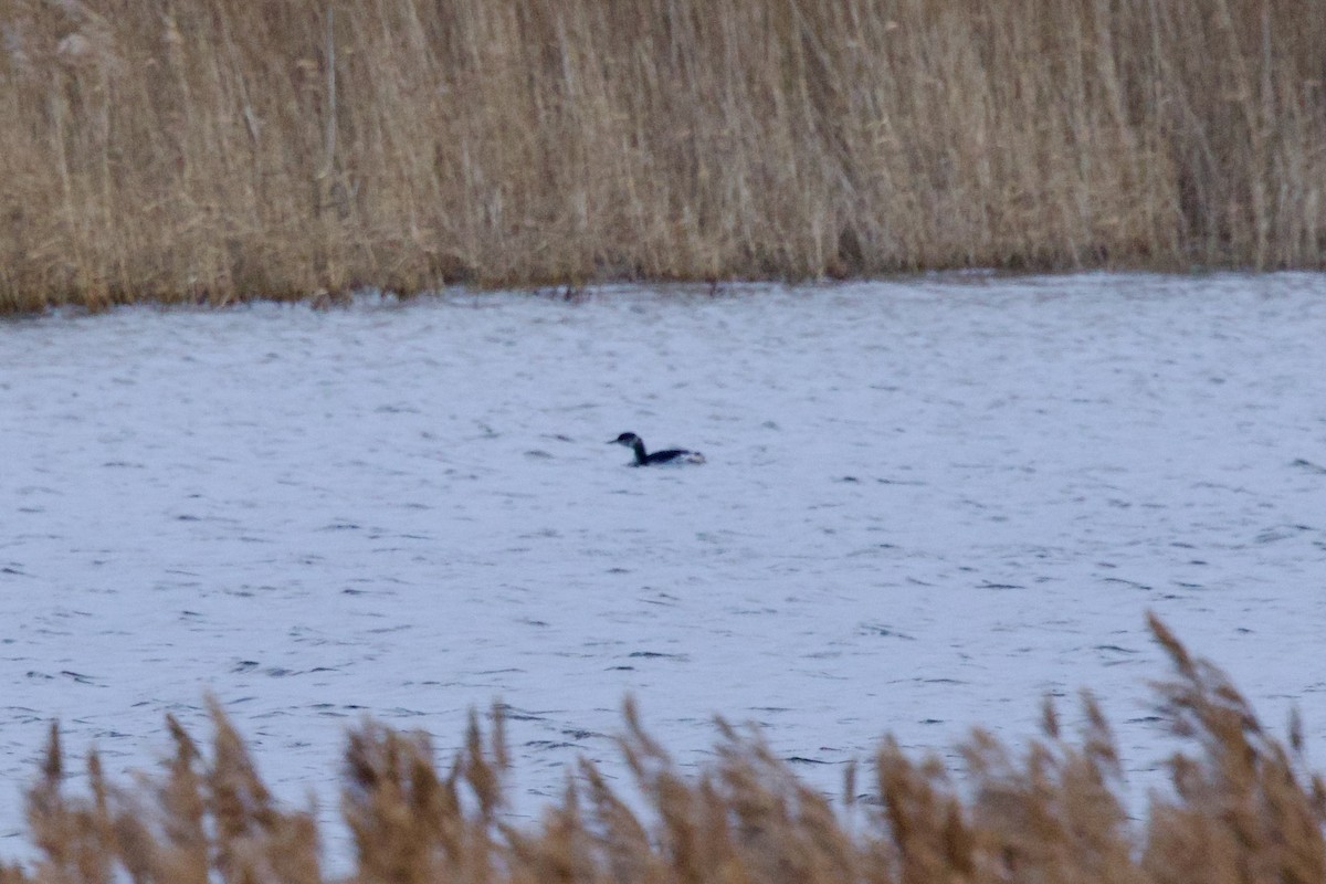 Somormujo Cuellirrojo - ML648818356