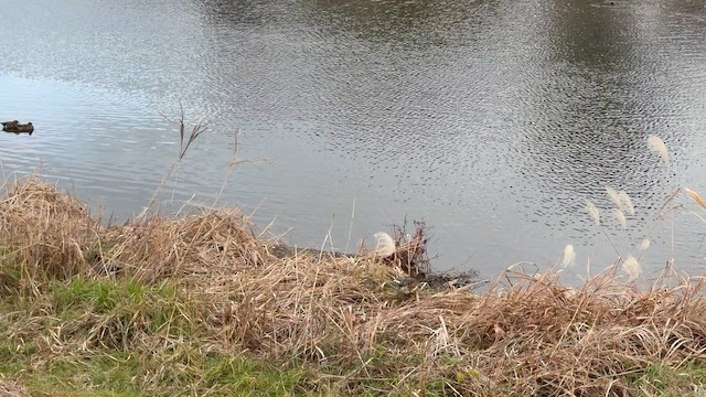 葡萄胸鴨 - ML648818357