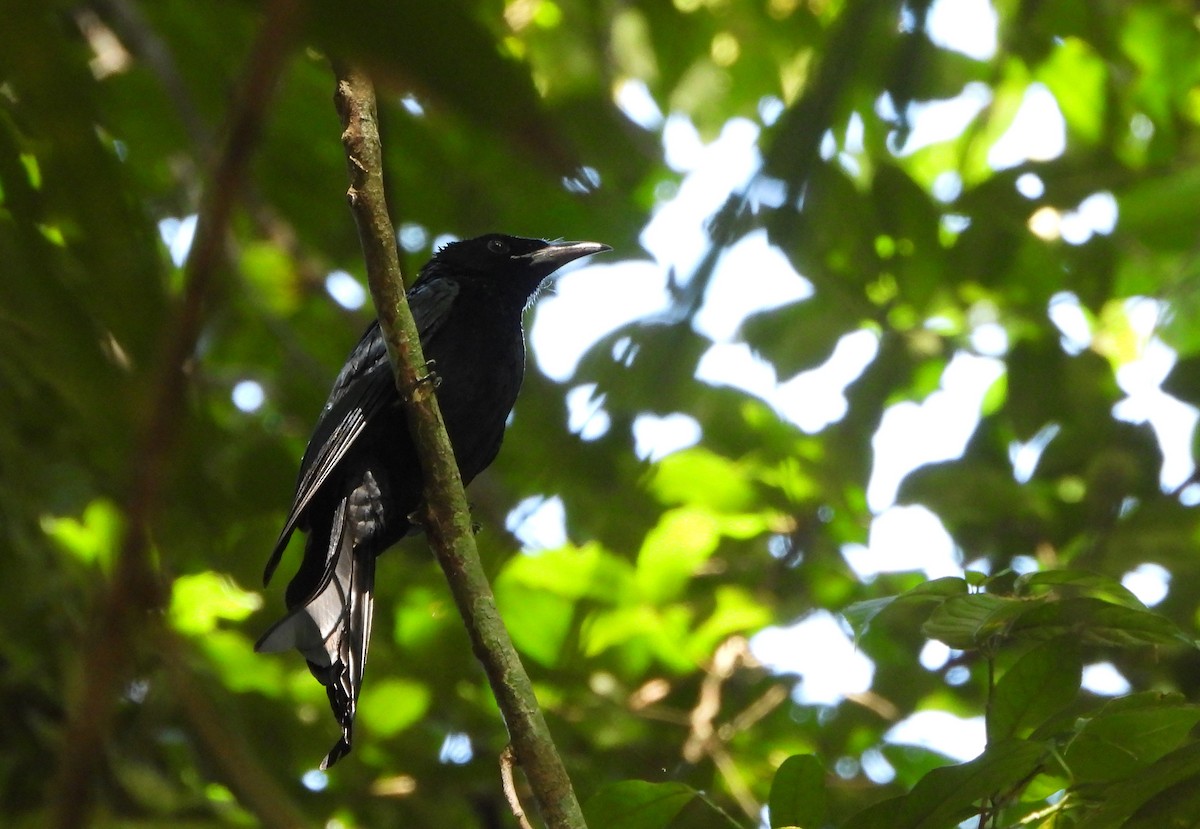 髮冠卷尾 - ML648818531