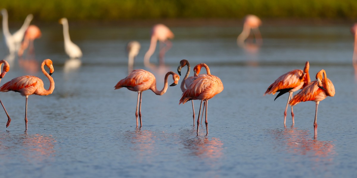 Flamant des Caraïbes - ML648818574