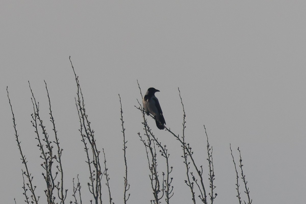 Nebelkrähe - ML648818717