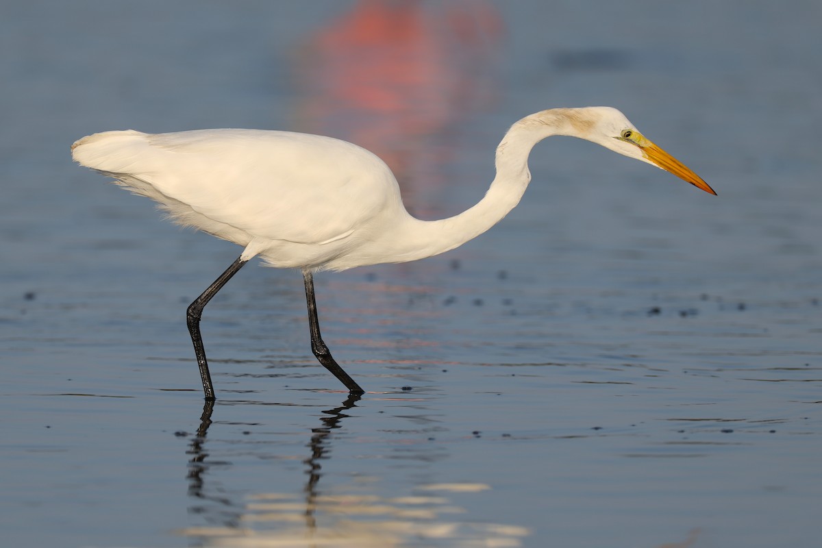 Grande Aigrette (egretta) - ML648818734