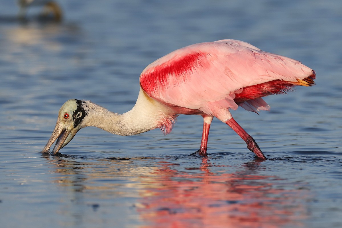 Spatule rosée - ML648818740