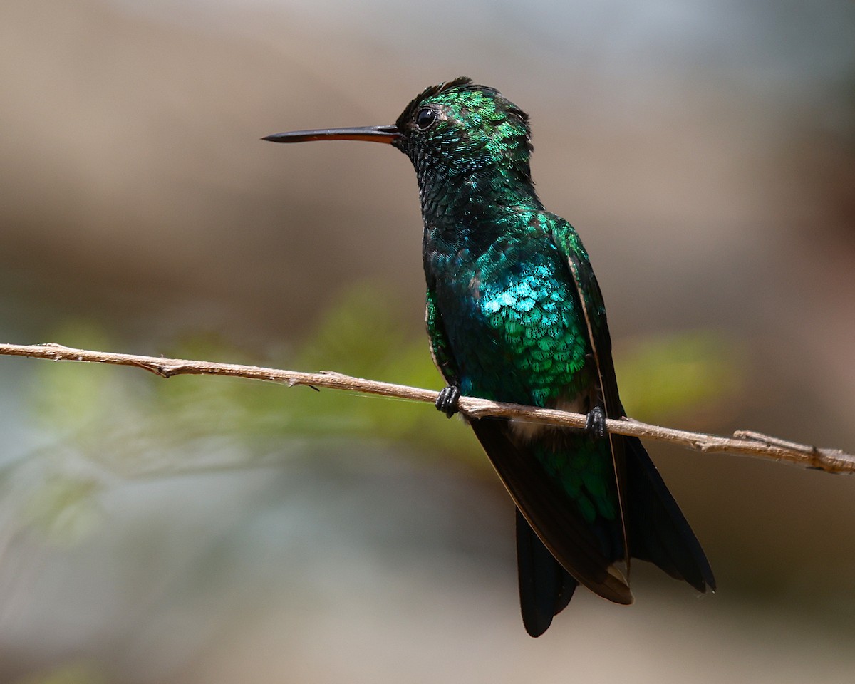 Émeraude de Gibson - ML648818959