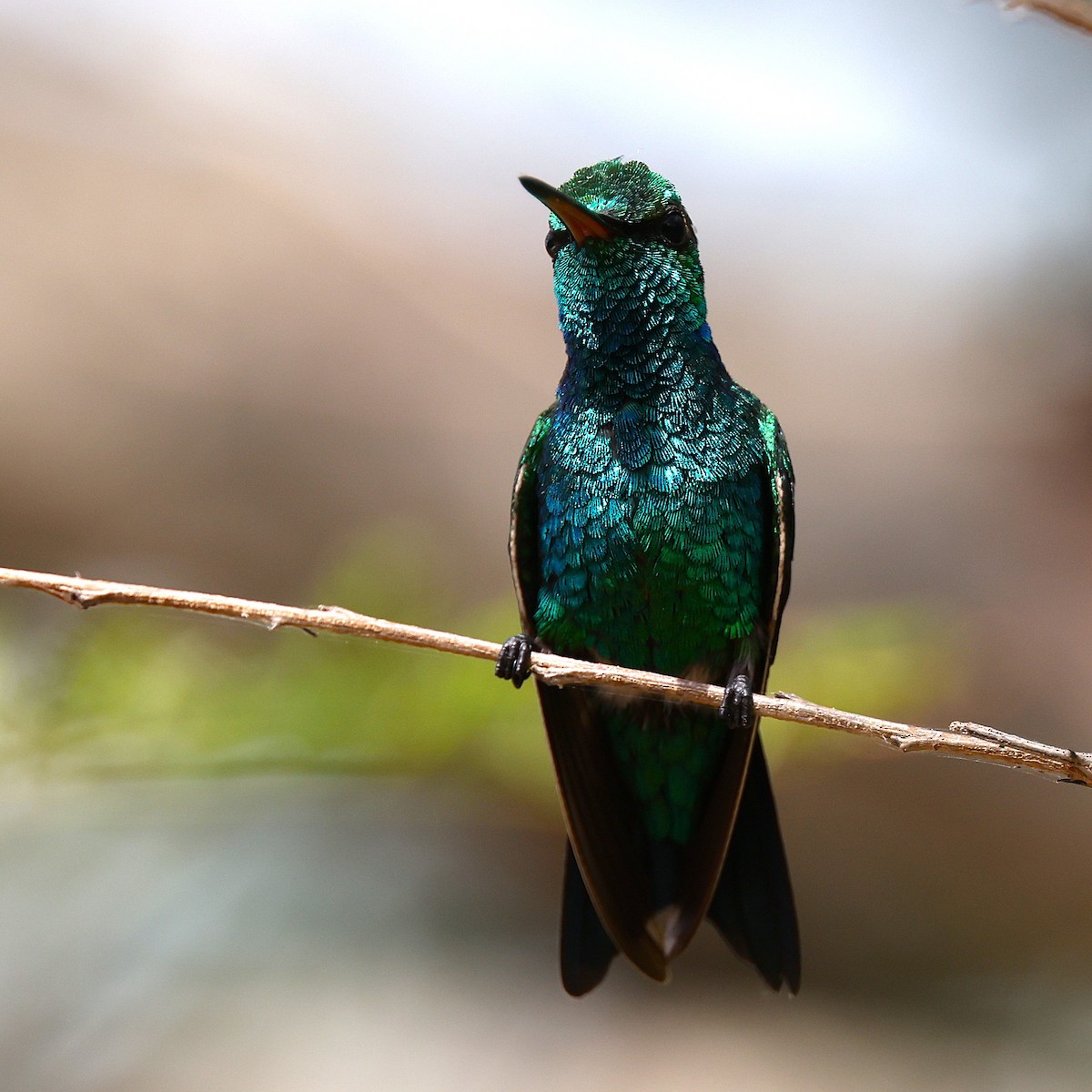 Émeraude de Gibson - ML648819022