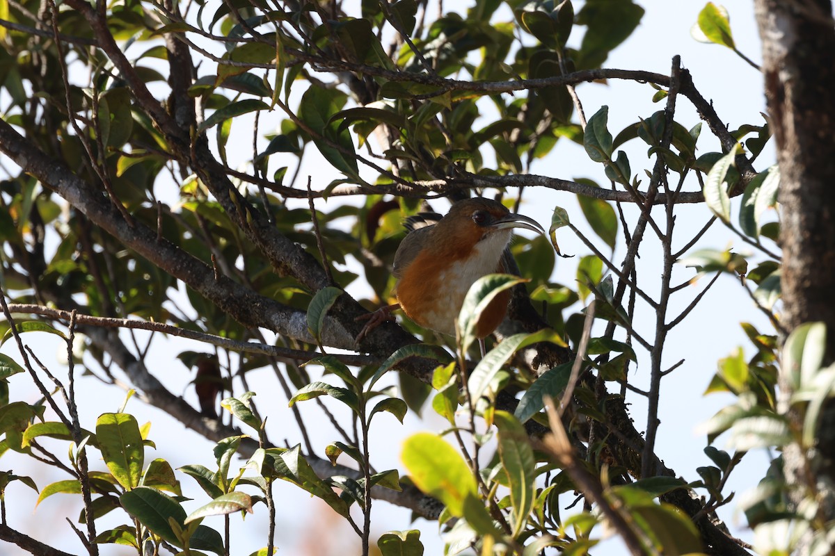 Red-eyed Scimitar-Babbler - ML648819294