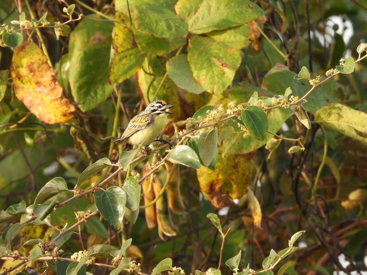 キビタイヒメゴシキドリ - ML648819310