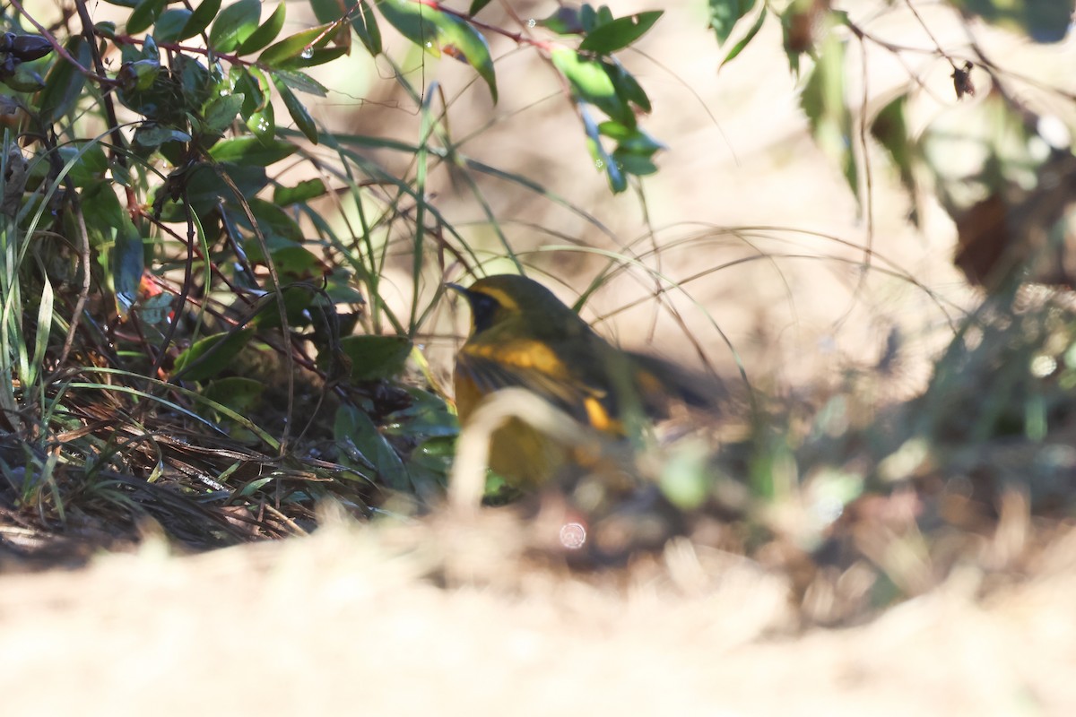 Goldschwanz - ML648819336