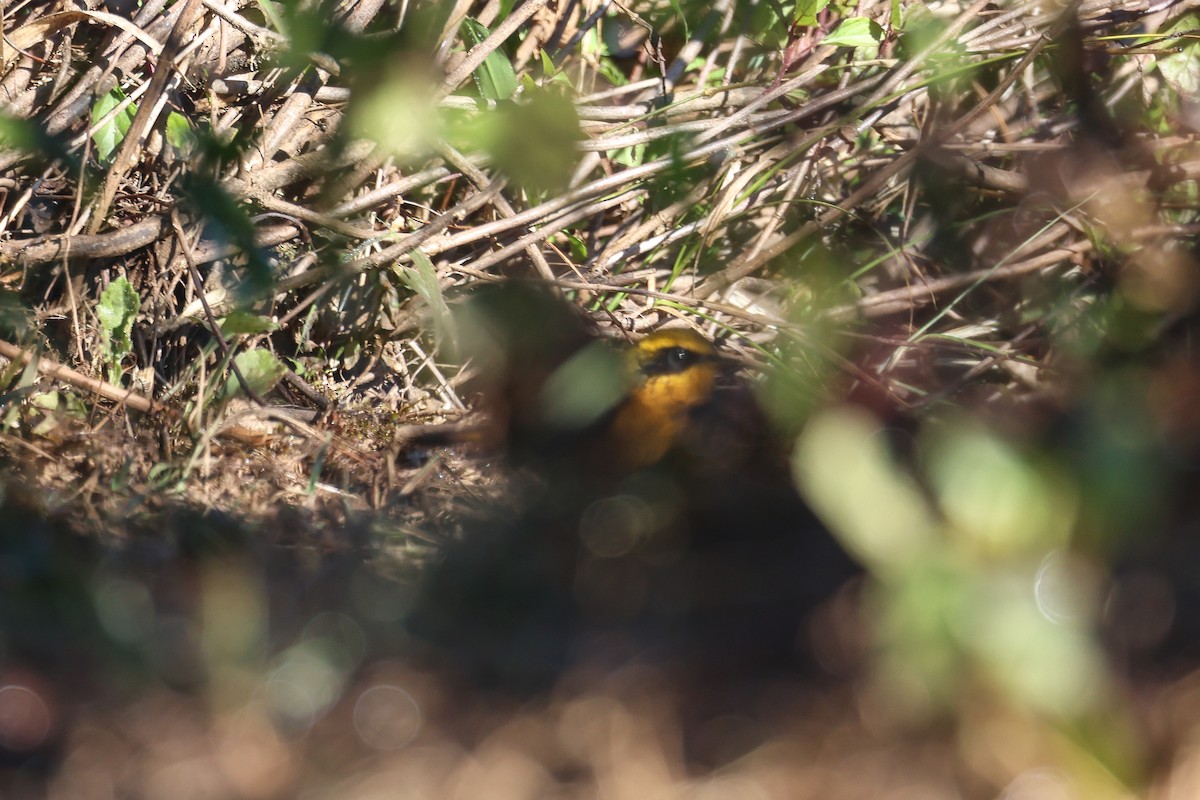 Goldschwanz - ML648819337