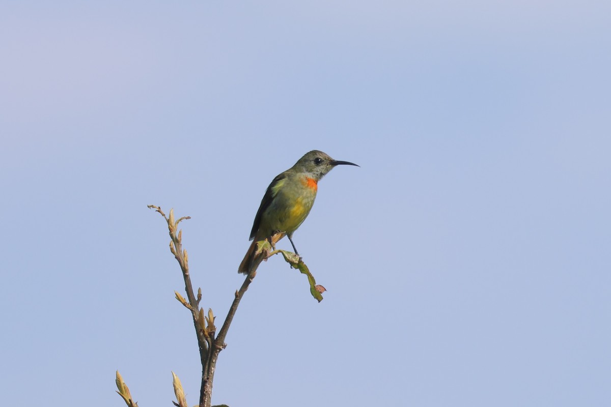 Feuerschwanz-Nektarvogel - ML648819383