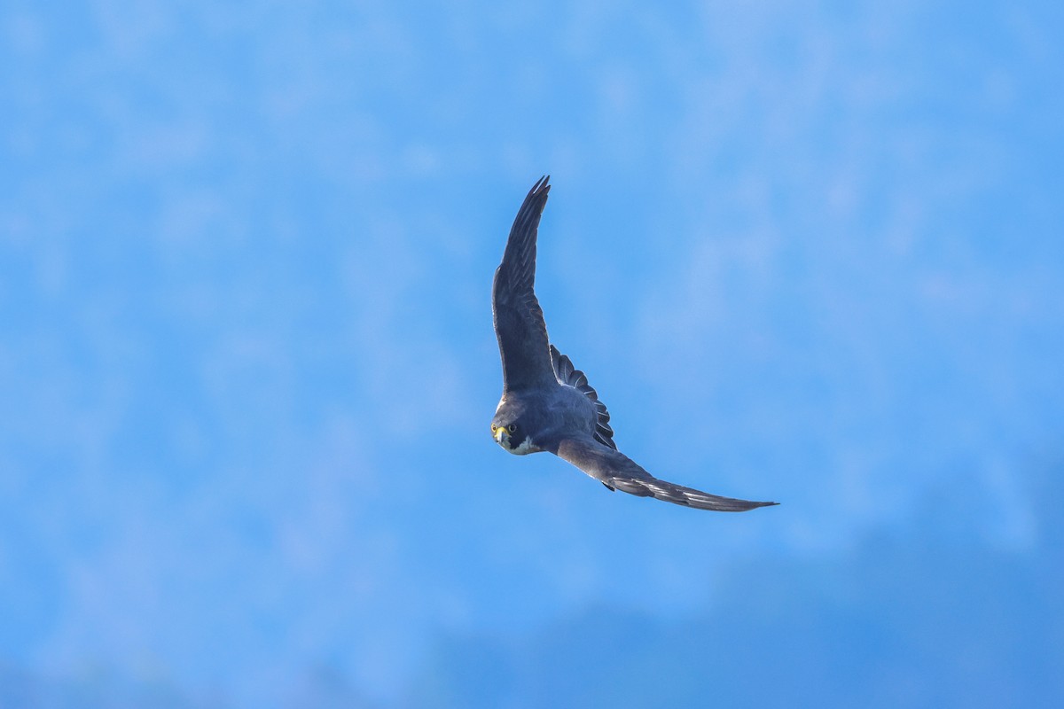 Wanderfalke - ML648819451