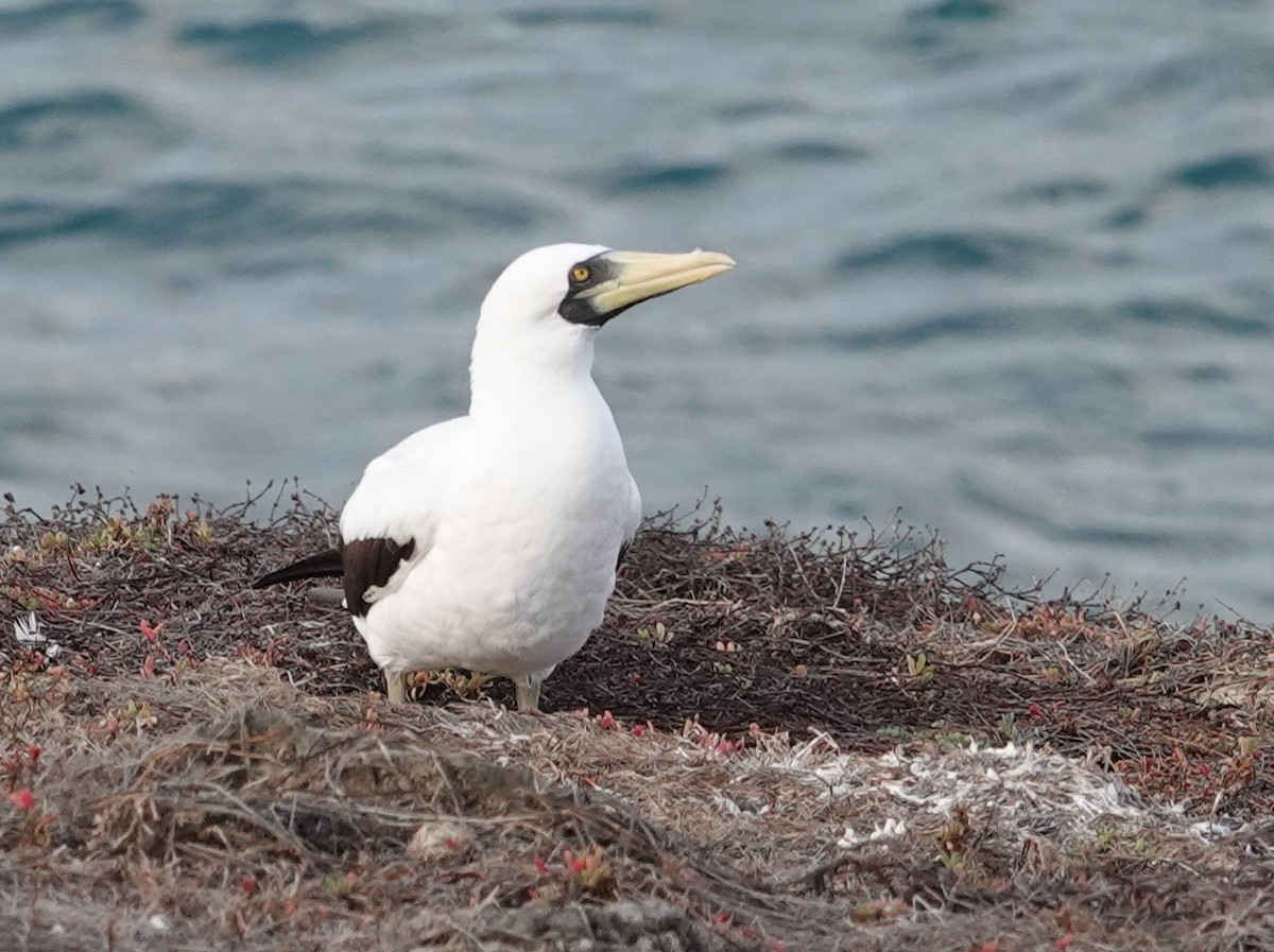 Maskentölpel - ML648819494