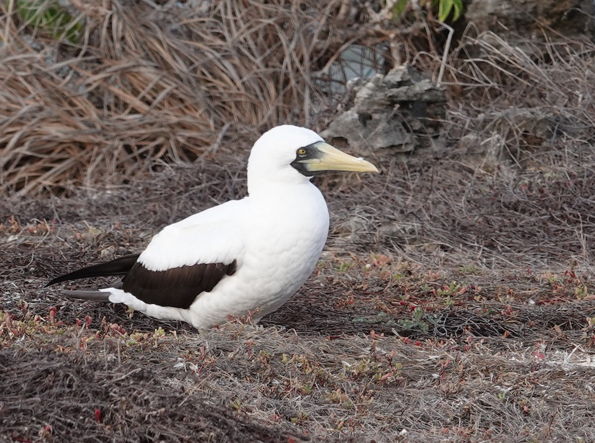 Maskentölpel - ML648819495