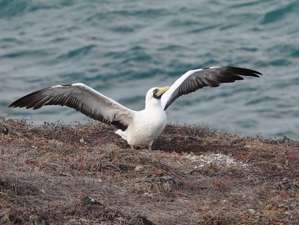 Maskentölpel - ML648819497