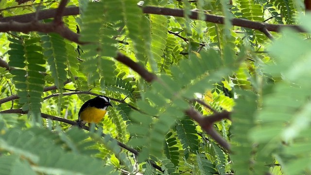 Platanero - ML648819513