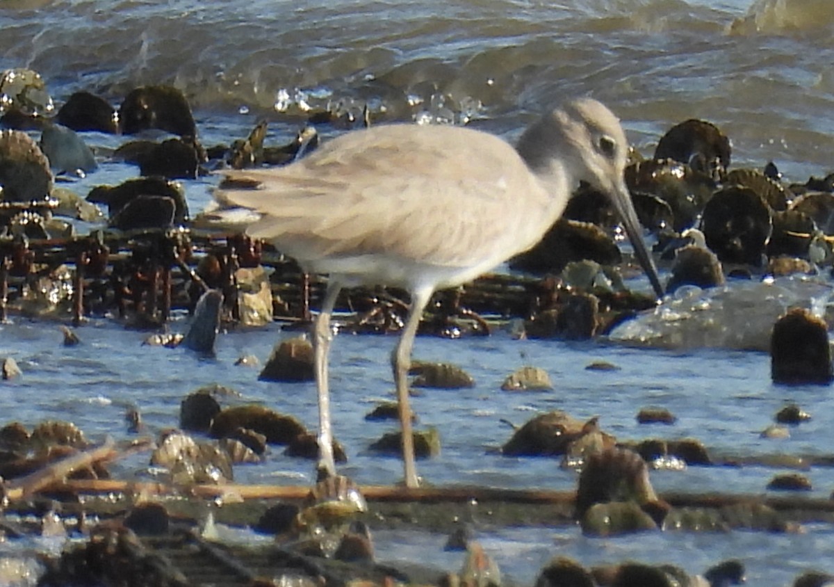 Willet - ML648819515