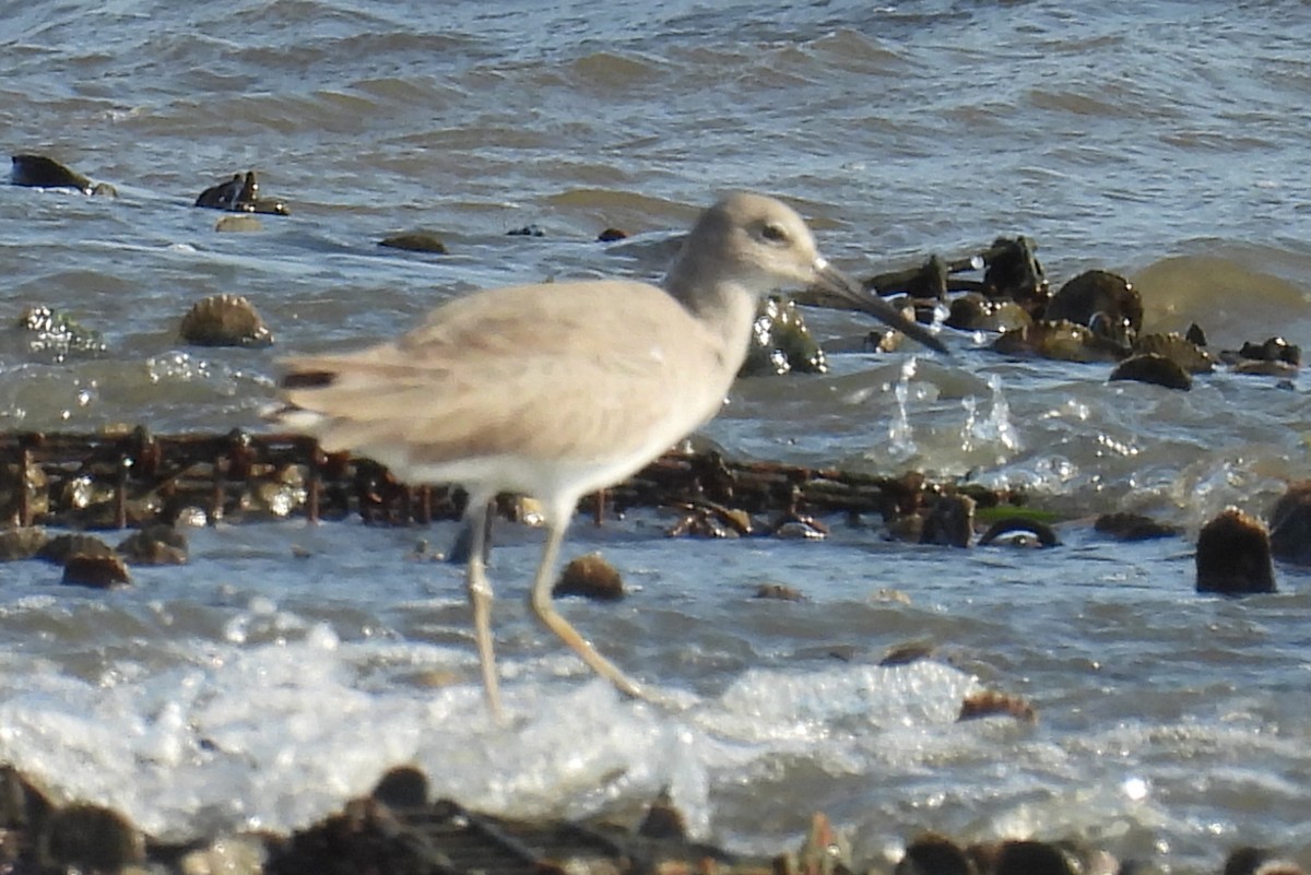 Willet - ML648819516