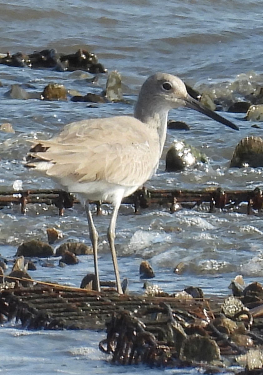Willet - ML648819517