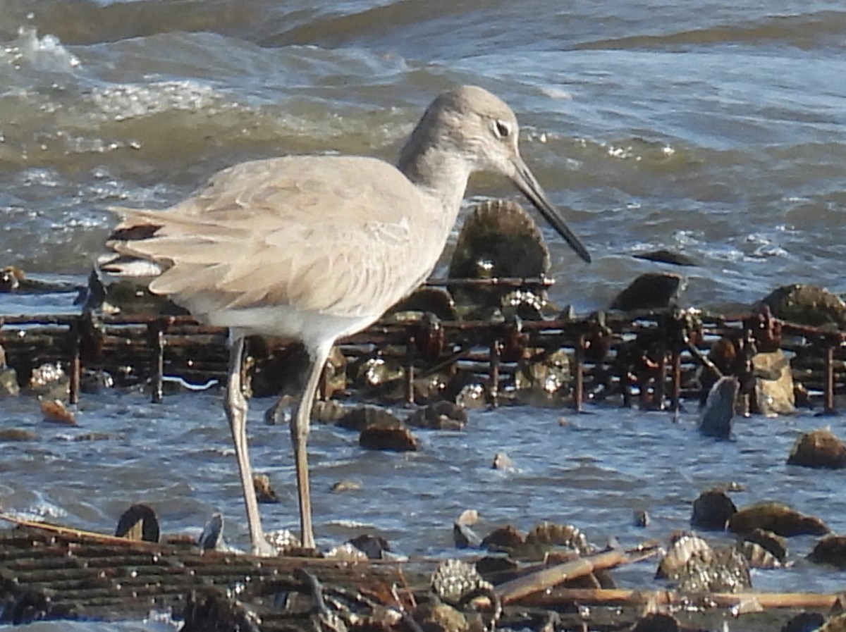 Willet - ML648819518