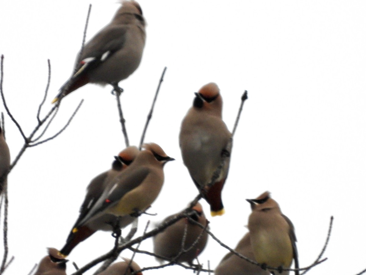 Bohemian Waxwing - ML648819580